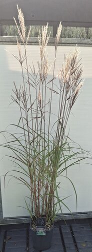 Miscanthus s. Ferner Osten - afbeelding 1