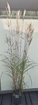 Miscanthus s. Ferner Osten - afbeelding 1