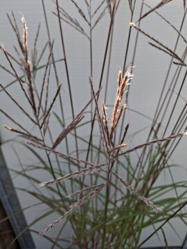 Miscanthus s. Ferner Osten - afbeelding 2