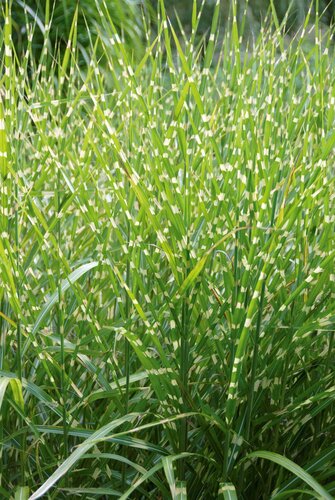 Miscanthus sinensis 'Strictus Dwarf' - afbeelding 3