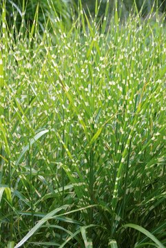 Miscanthus sinensis 'Strictus Dwarf' - afbeelding 3
