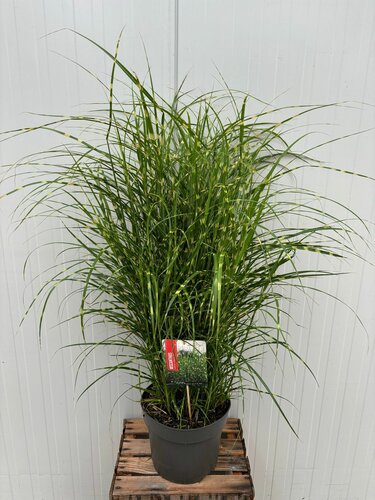 Miscanthus sinensis 'Strictus Dwarf' - afbeelding 1
