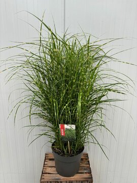 Miscanthus sinensis 'Strictus Dwarf' - afbeelding 1