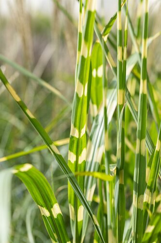 Miscanthus sinensis 'Strictus Dwarf' - afbeelding 2