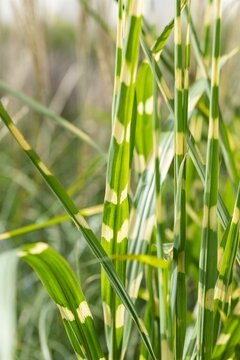 Miscanthus sinensis 'Strictus Dwarf' - afbeelding 2