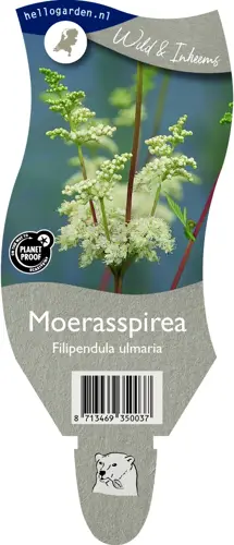 Moerasspirea