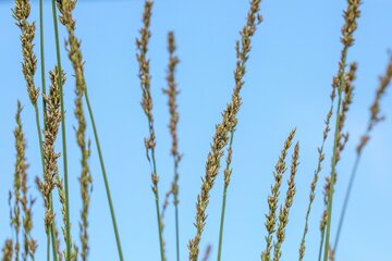 Molinia caerulea 'Heidebraut' - afbeelding 2