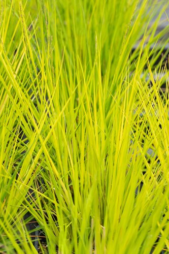Molinia caerulea 'Heidebraut' - afbeelding 1