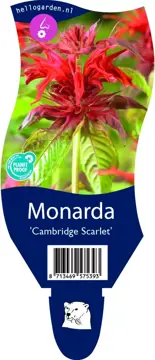 Monarda 'Cambridge Scarlet'