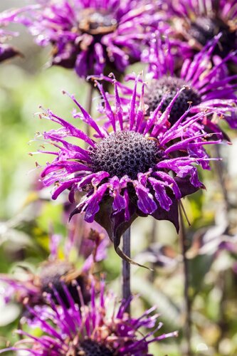 Monarda fistulosa - afbeelding 1