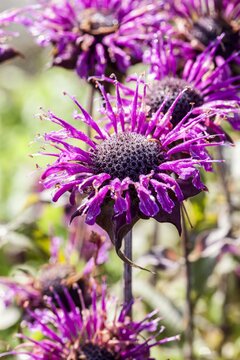 Monarda fistulosa - afbeelding 1