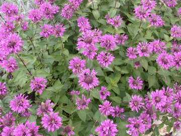 Monarda fistulosa - afbeelding 2