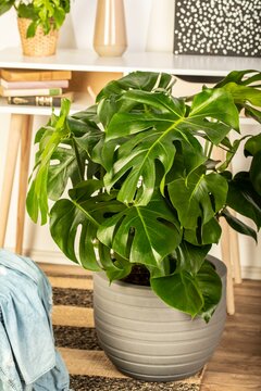 Monstera deliciosa Gatenplant - afbeelding 2