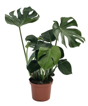 Monstera deliciosa Gatenplant - afbeelding 1