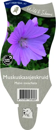 Muskuskaasjeskruid