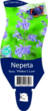 Nepeta faass. 'Walker's Low'