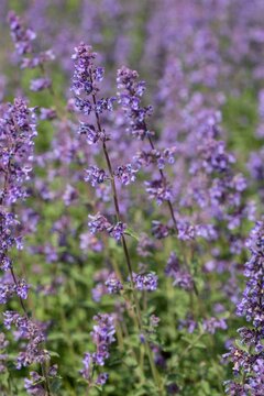 Nepeta r. Grog - afbeelding 2
