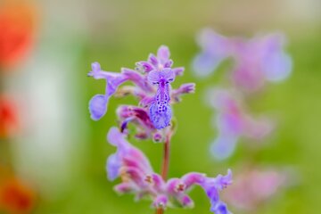 Nepeta r. Grog - afbeelding 1