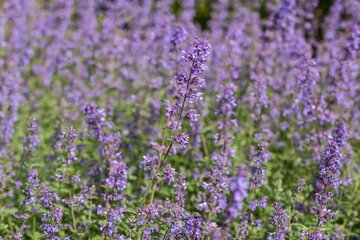 Nepeta 'Walker's Low' - afbeelding 2