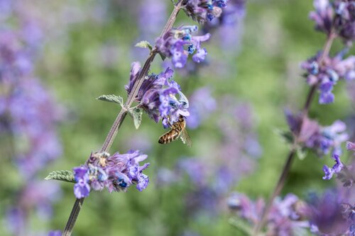 Nepeta 'Walker's Low' - afbeelding 1