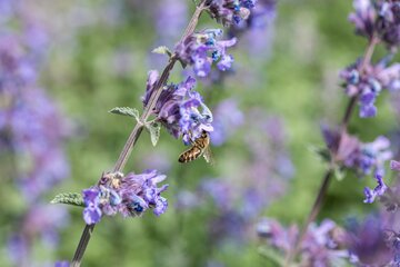Nepeta 'Walker's Low' - afbeelding 1