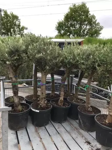 Olea europea Olijfboom