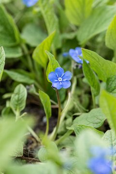 Blauwe onschuld