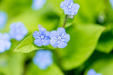 Omphalodes Verna