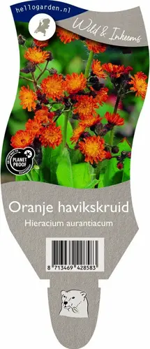 Oranje havikskruid