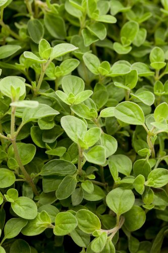 Origanum vulg. 'Compactum' - afbeelding 1