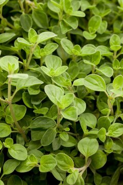 Origanum vulg. 'Compactum' - afbeelding 1