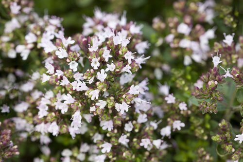 Origanum vulg. 'Compactum' - afbeelding 2