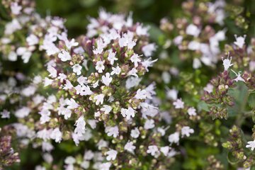 Origanum vulg. 'Compactum' - afbeelding 2