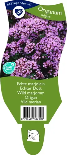 Origanum vulgare