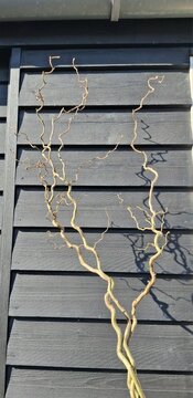 Paastakken Corylus