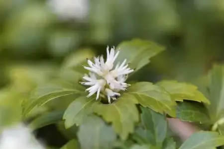 Pachysandra terminalis