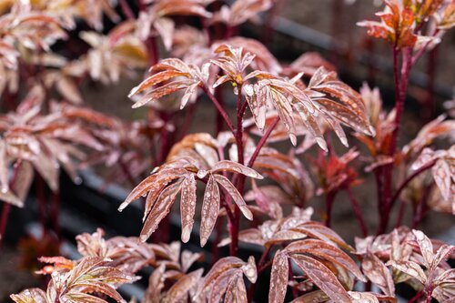 Paeonia 'Kansas' - afbeelding 2