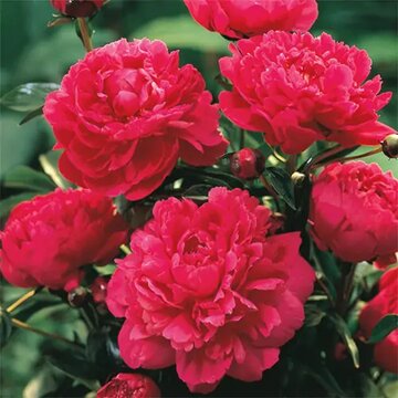 Paeonia 'Kansas' - afbeelding 3