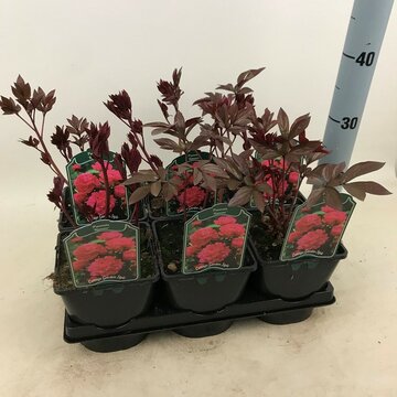 Paeonia 'Kansas' - afbeelding 1