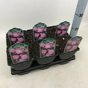 Paeonia 'Sarah Bernhardt' - afbeelding 1