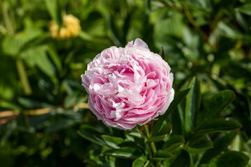 Paeonia 'Sarah Bernhardt' - afbeelding 2