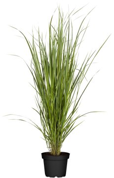 Panicum vir. Northwind - afbeelding 1