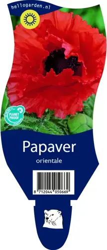 Papaver orientale