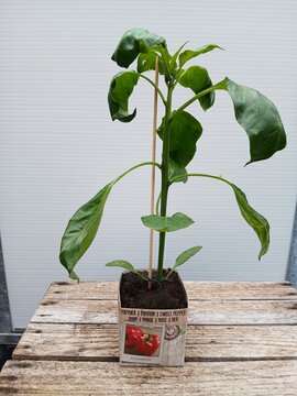 Paprika Rood - afbeelding 1