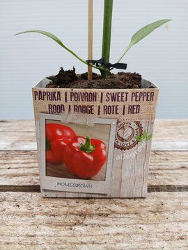 Paprika Rood - afbeelding 2