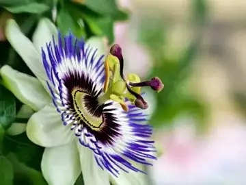 Passiflora caerulea