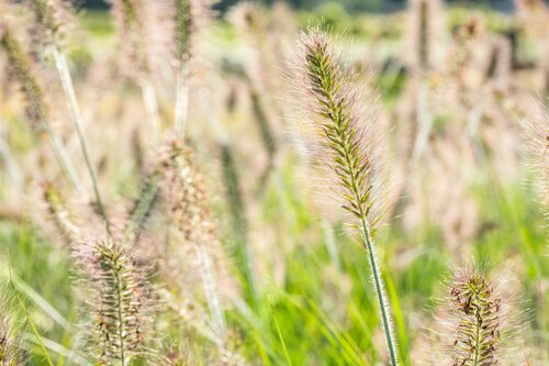 Pennisetum al. 'Hameln' - afbeelding 1