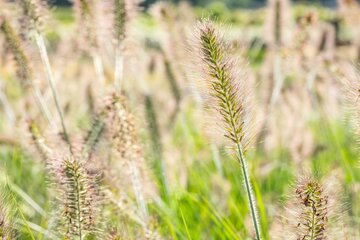 Pennisetum al. 'Hameln' - afbeelding 1