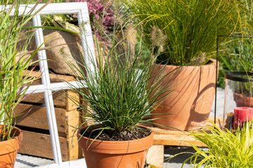 Pennisetum al. 'Little Bunny' - afbeelding 2