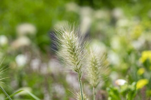 Pennisetum al. 'Little Bunny' - afbeelding 1
